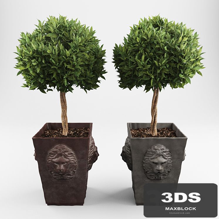 Ornamental trees 2