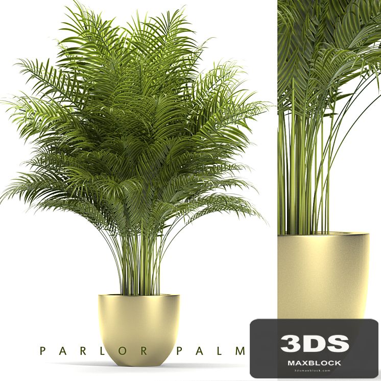 PLANTS 67