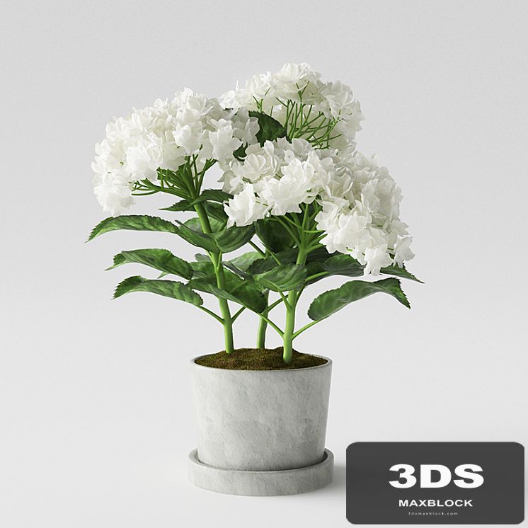 Hydrangea
