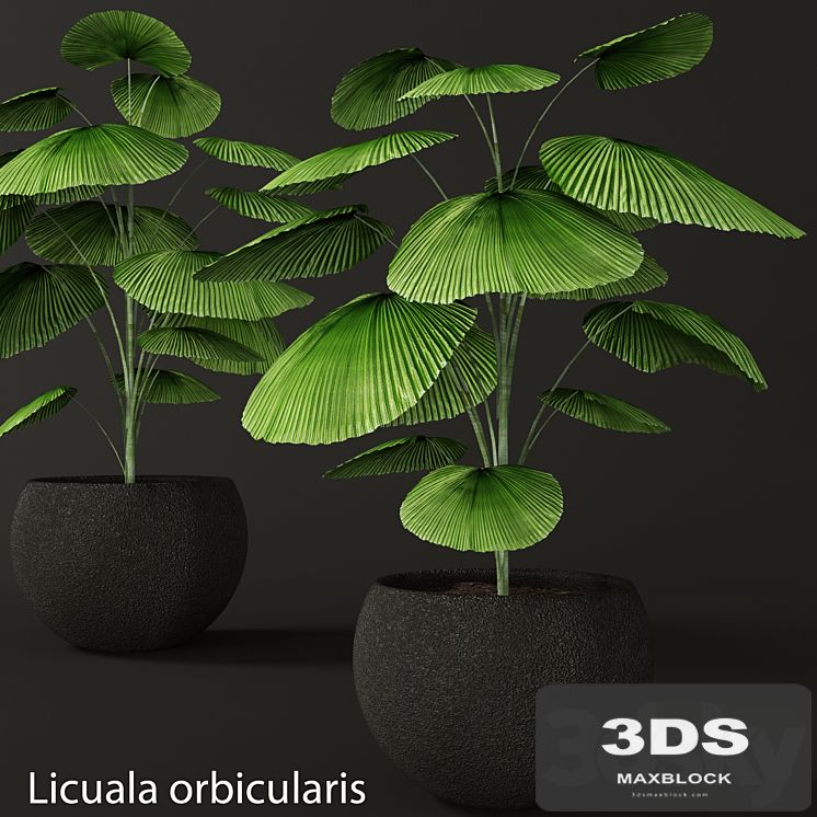 Licuala orbicularis, Likuala, decorative palm tree, pot, flowerpot, office