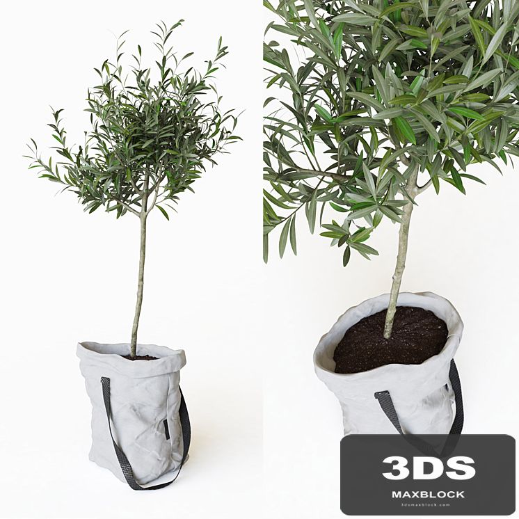 Olive tree in bag