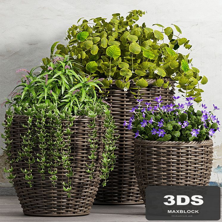 PLANT -51