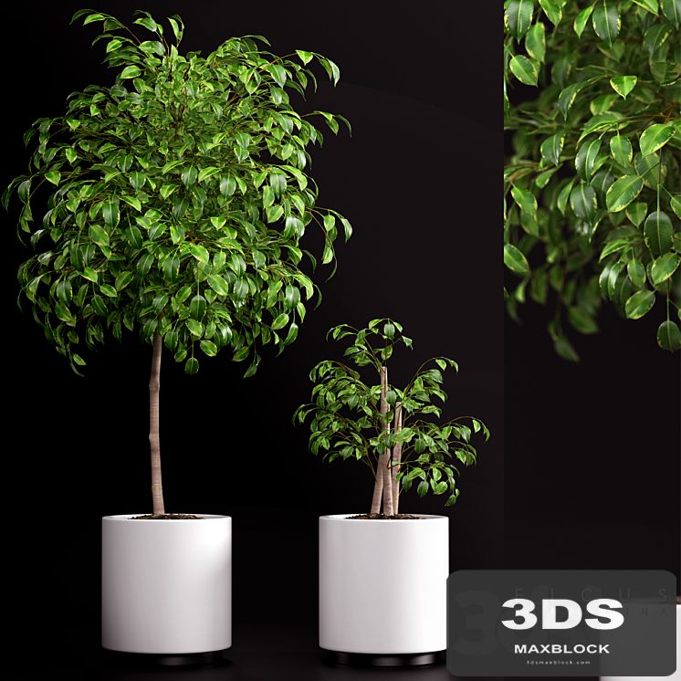 PLANTS 70