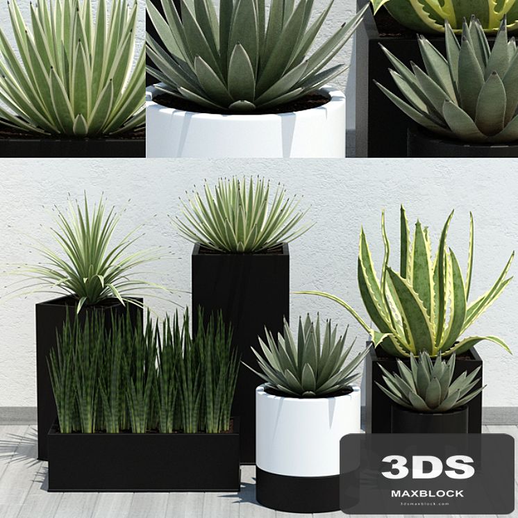 Aloe Pack