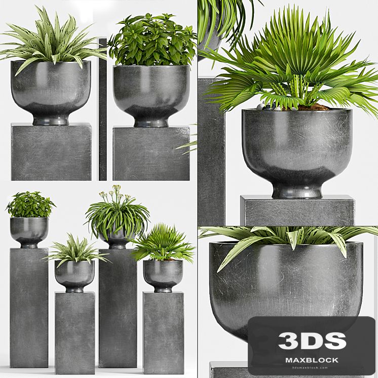 PLANT -54