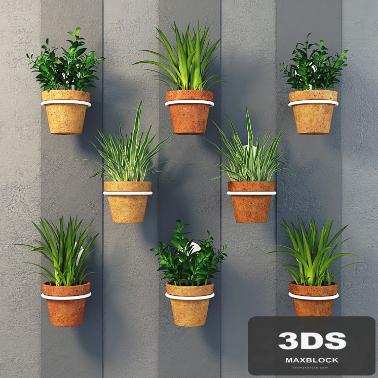 Clay pots with herbs on the wall