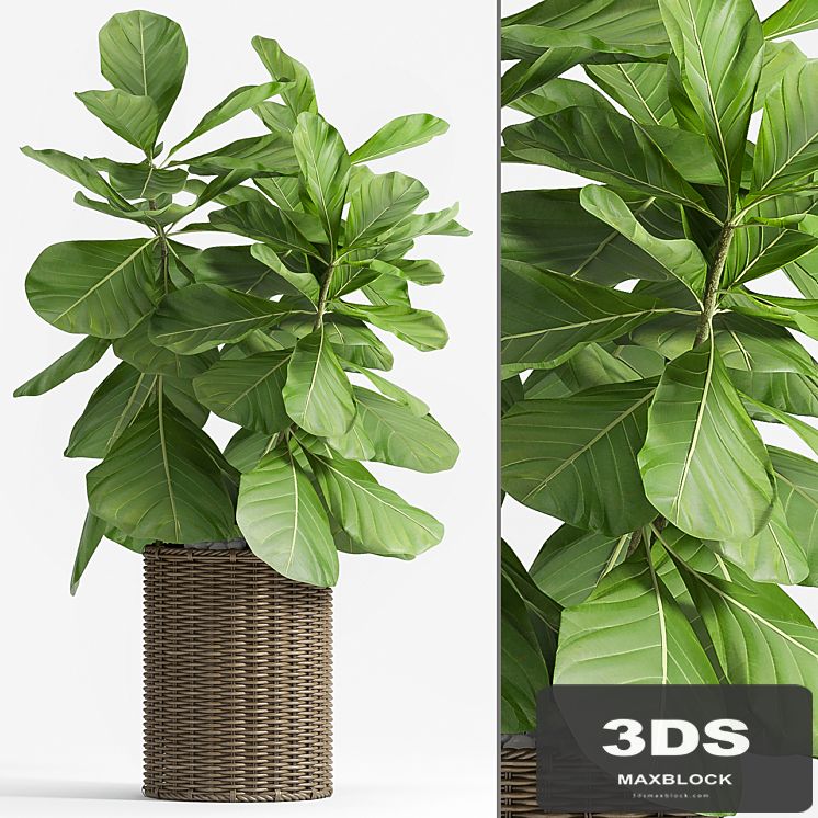 Ficus Lyrata (Plant 55)