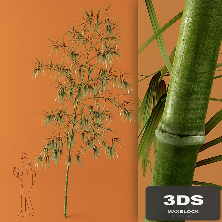 bamboo