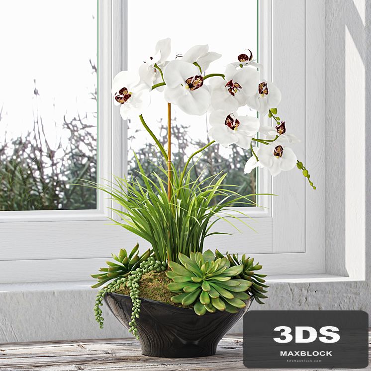 Orchid 10
