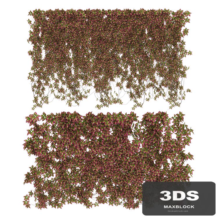 Wall of wild grapes leaves v3