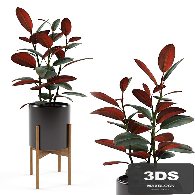 Ficus elastica Black Prince