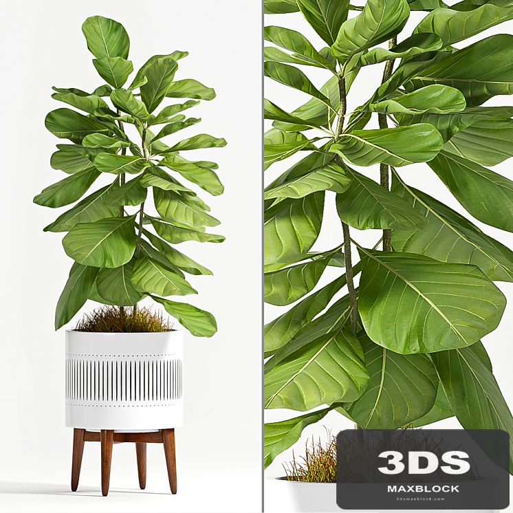 Ficus Lyrata (Plant 56)