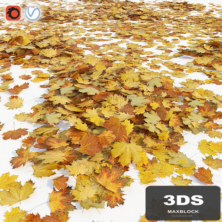 Autumn maple leaves