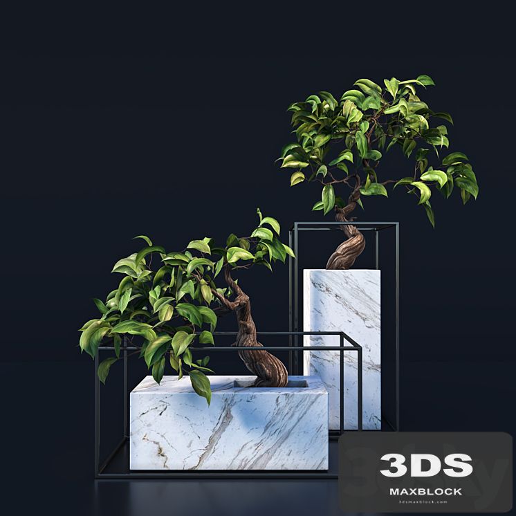 bonsai Tree