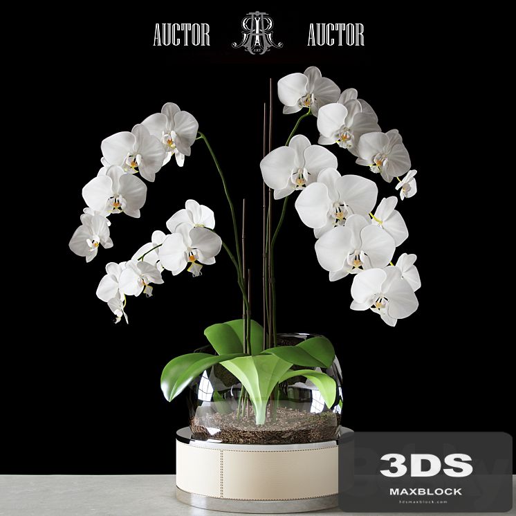 Orchid ART Auctor