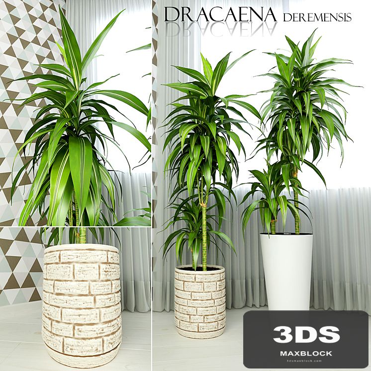 Dracaena deremensis warnakii ulysses