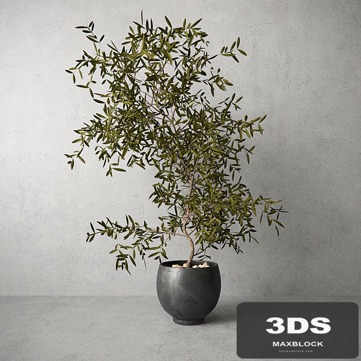 Houseplant
