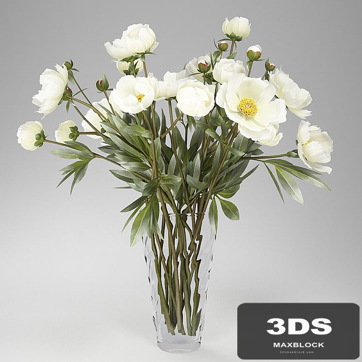 Peonies