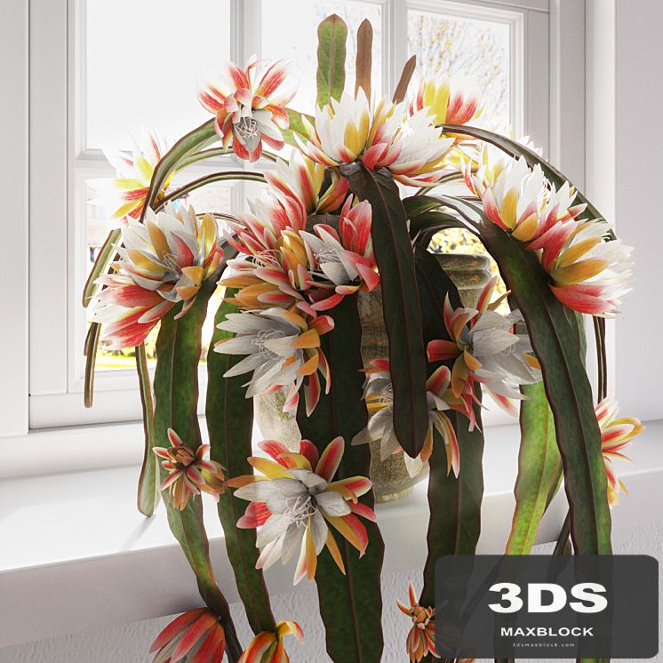 Epiphyllum