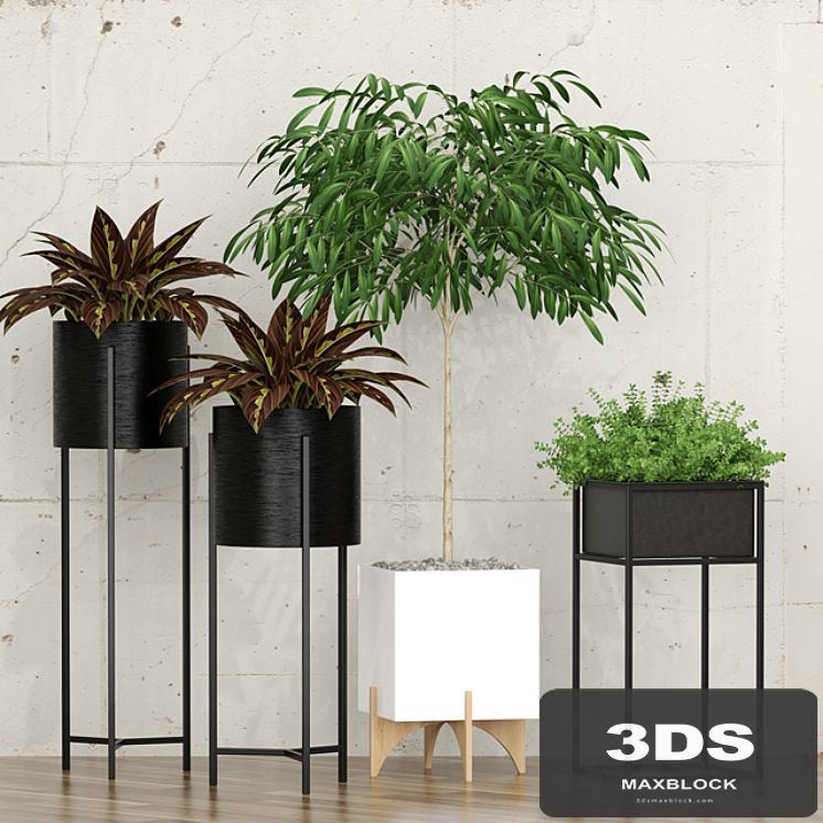 Potted plants 10