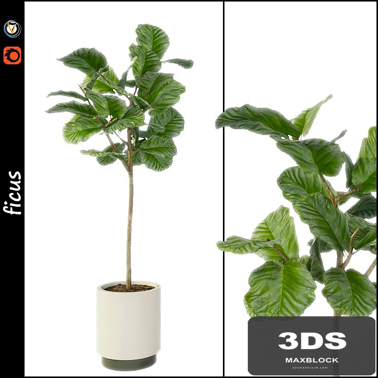 Ficus