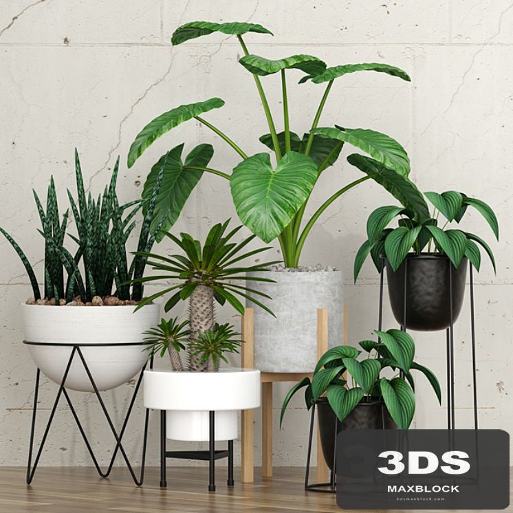 Potted plants 09