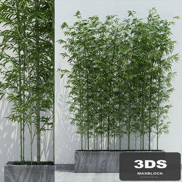 Bamboo 2
