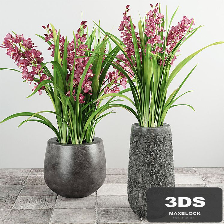 Cymbidium Orchid