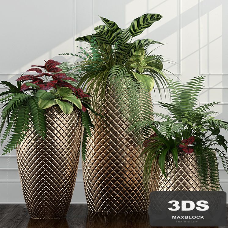 Room plants 11