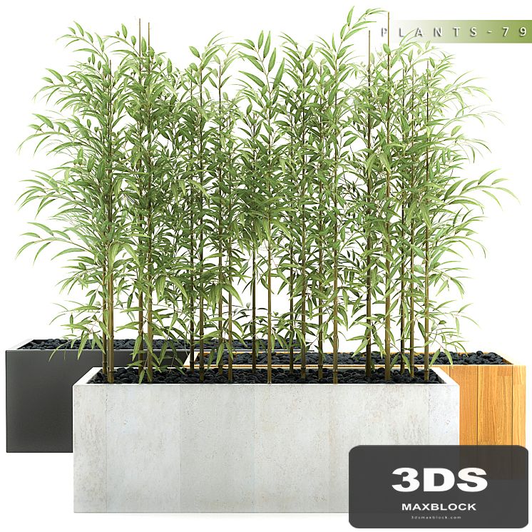 PLANTS 79