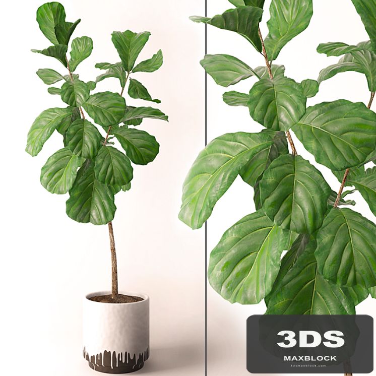 Ficus lyrata