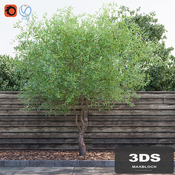 Willow Matsudana Tortuoza (Salix matsudana Tortuosa)