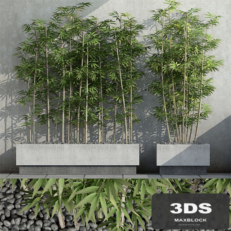 Bamboo 3