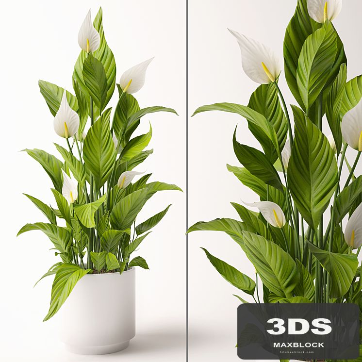 Spathiphyllum plant