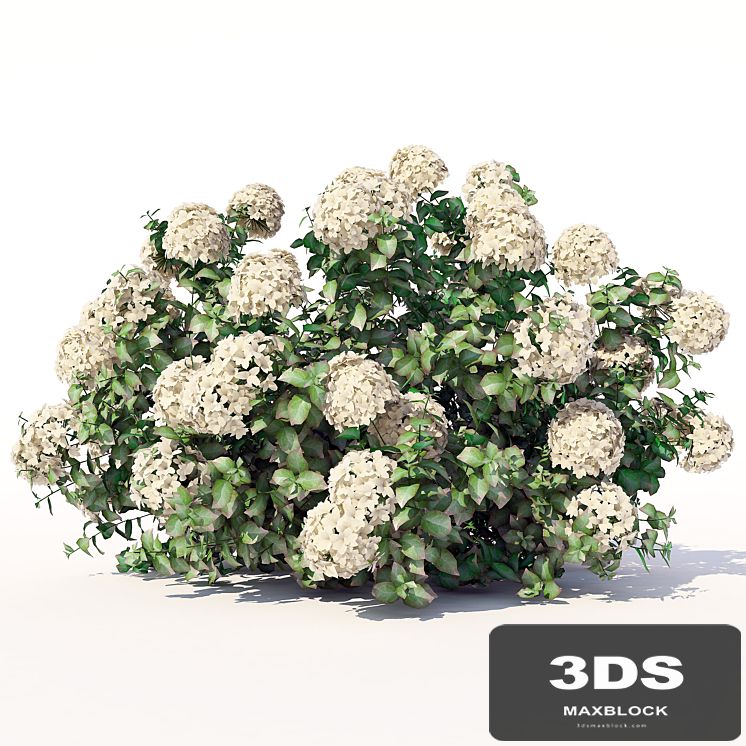 Hydrangea