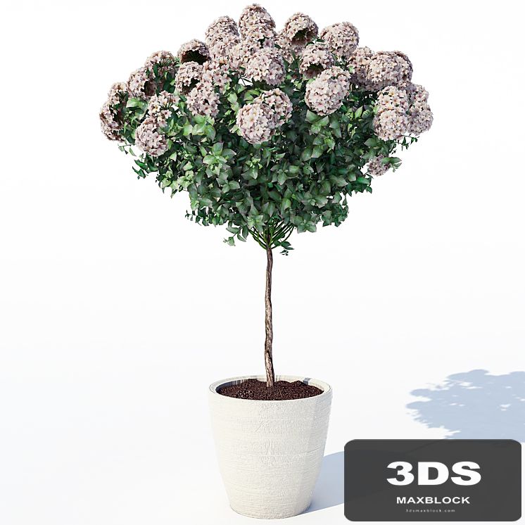 Hydrangea_2