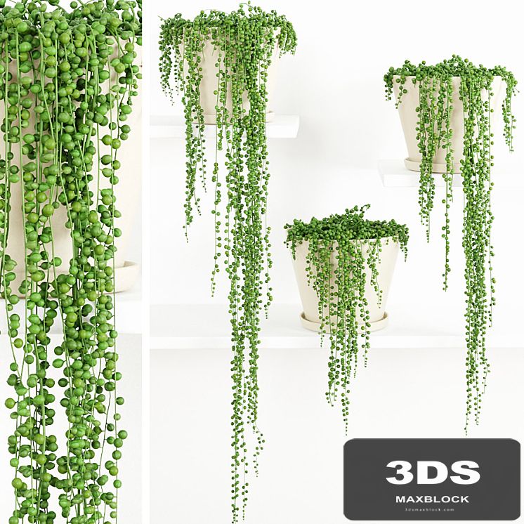 String Of Pearls Plant 2
