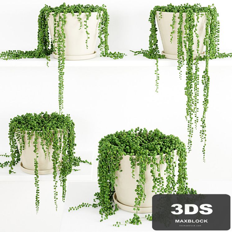String Of Pearls Plant 3