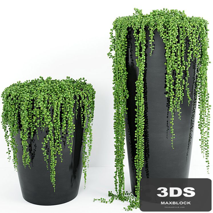 String Of Pearls Plant 4