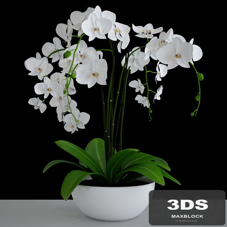 Orchid