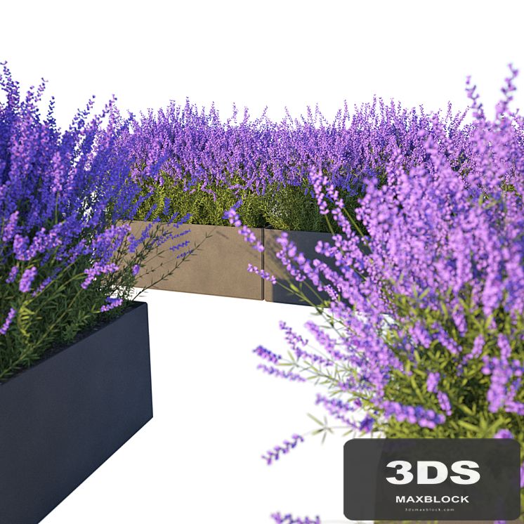 Lavender in Cubes