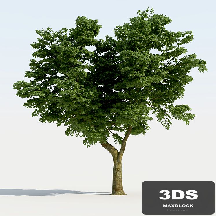 Broadleaf Tree 01