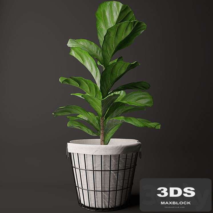 Ficus Lyrata 2