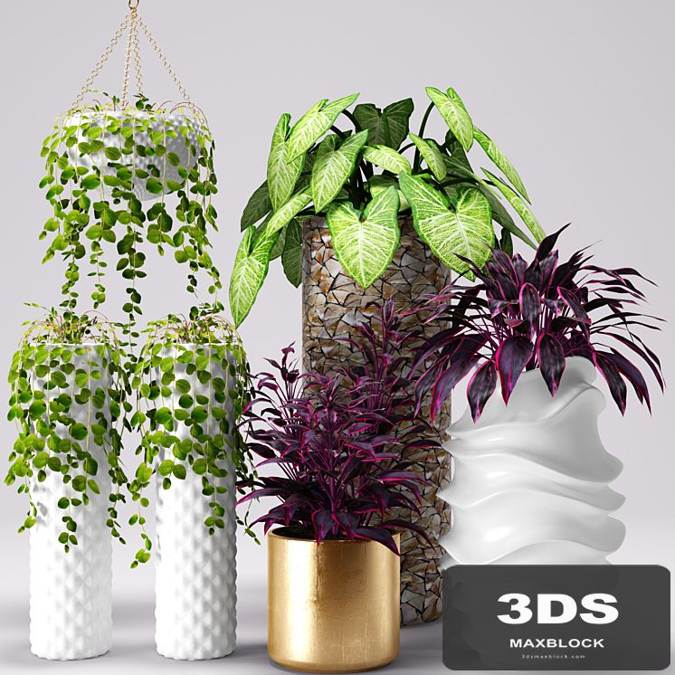Plants in pots, white pot, flowerpot, flower