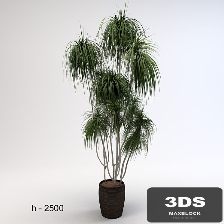 Dracaena