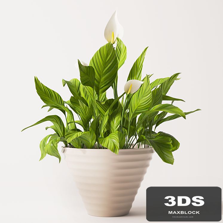 Spathiphyllum plant 2