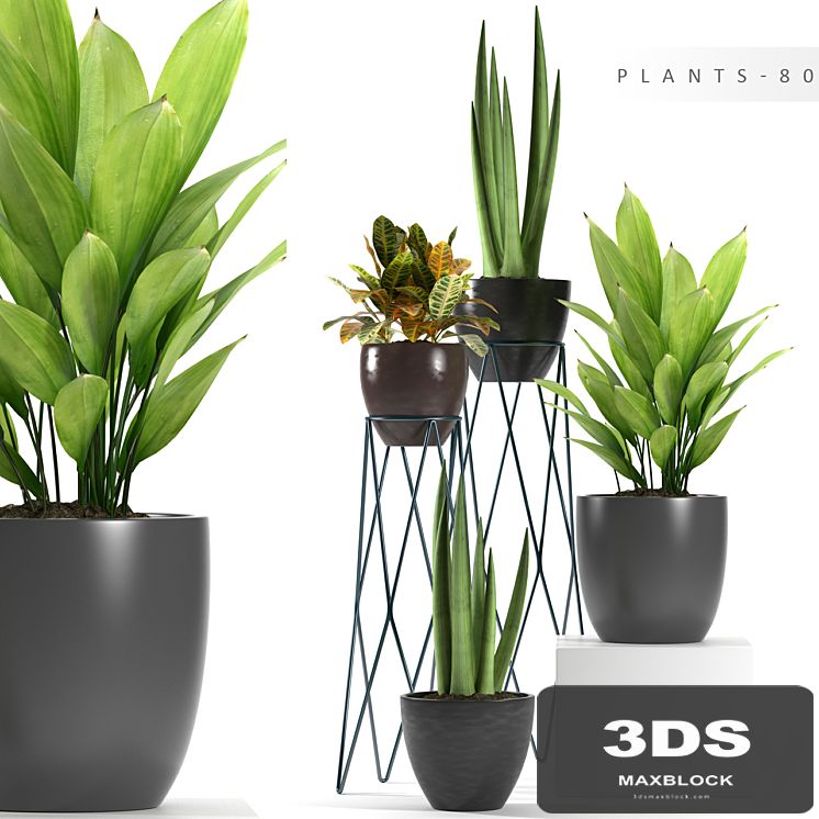 PLANTS 80