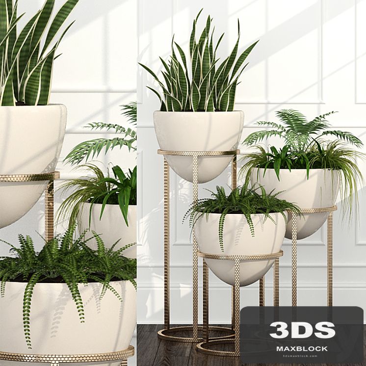 Room plants 14