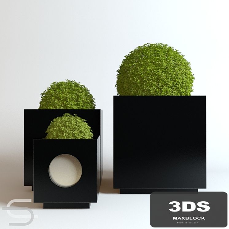 Plant CEDE 07