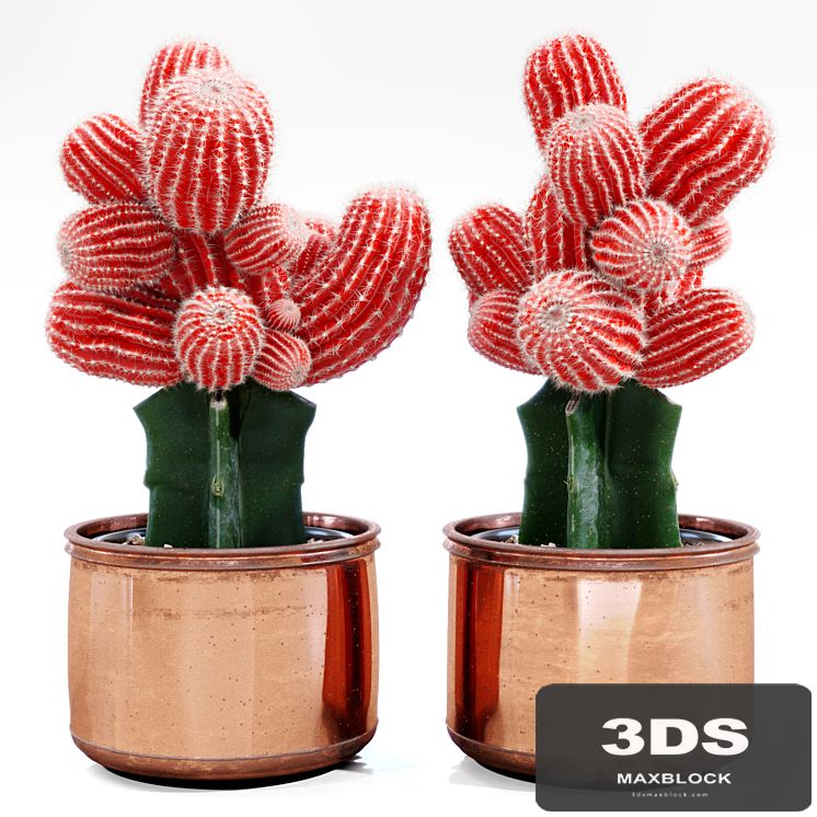 Red Cactus